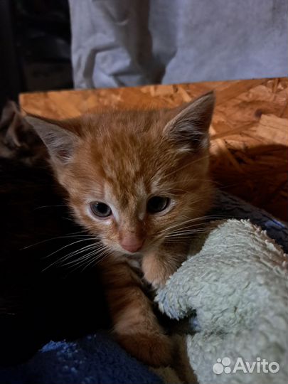 Котята в дар
