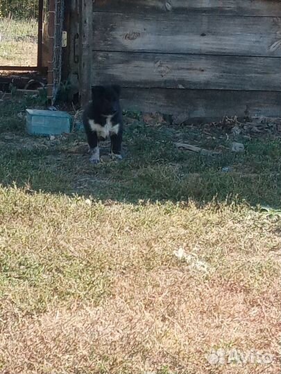 Щенок лайка зсл