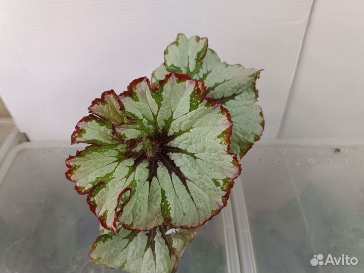 Красавицы бегонии