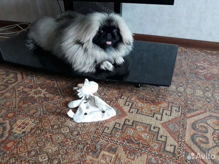 Вязка пекинес