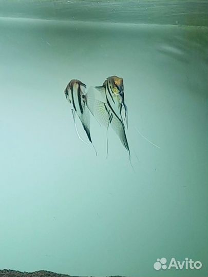 Скалярии 24 штуки