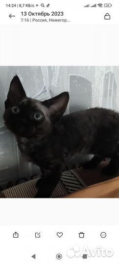Котик Девон-рекс