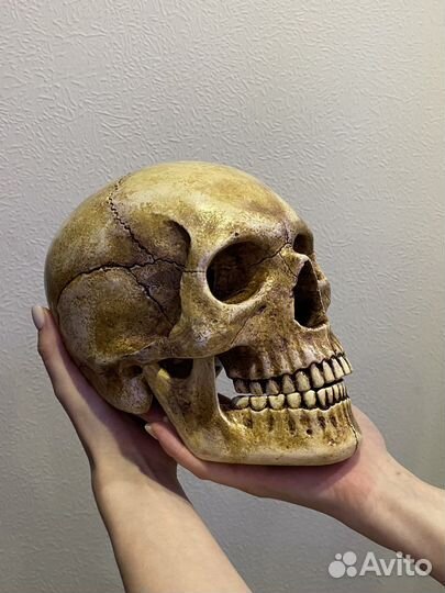 Исскуственный череп