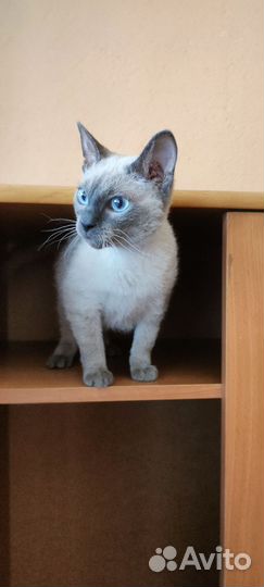 Кошечка аля - Тайская очень мелкая