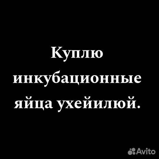 Домашние инкубационные яйца