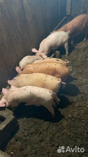 Поросята