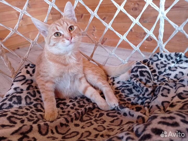 Девочка ищет дом