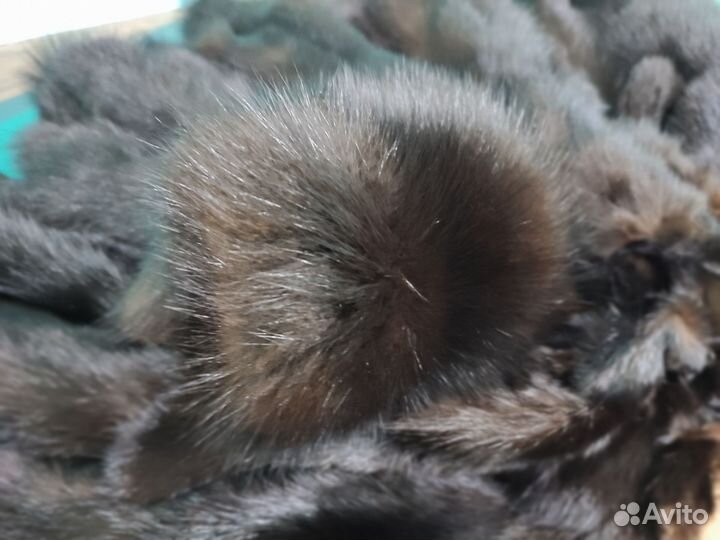 Соболь шкурки