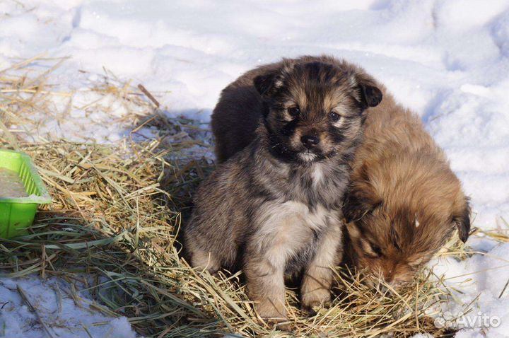 Собаки щенки бесплатно