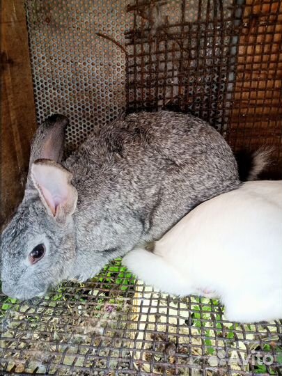 Продам крольчат