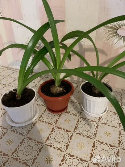 Гиппеаструм