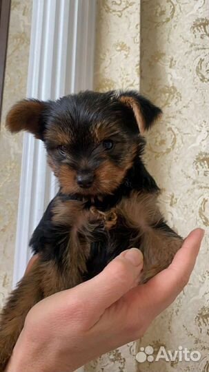 Йоркширский терьер мини