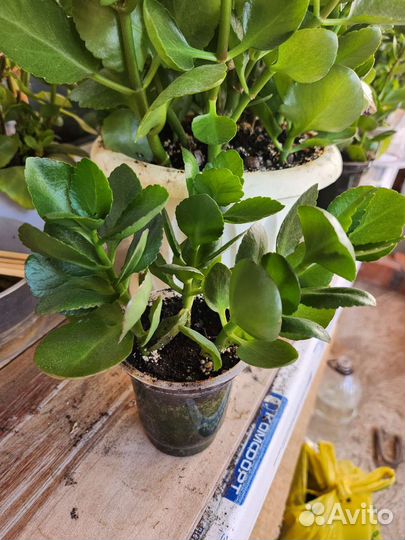 Комнатные растения цветы