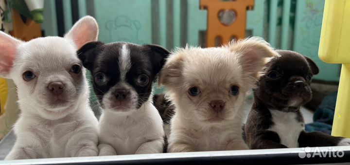 Щенки чихуахуа мини и стандарт