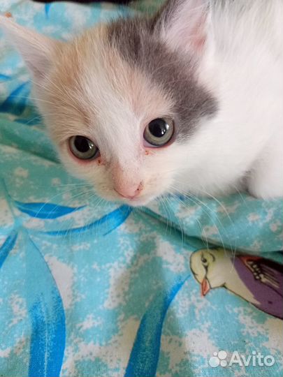 Кот и кошка