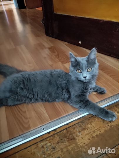 Котенок шартрез