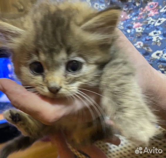 Кошки в добрые руки