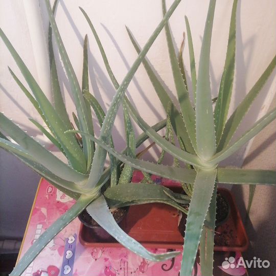 Алоэ вера лечебный