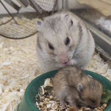 Сирийские хомячки малыши