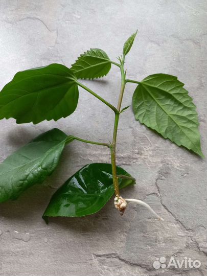 Меняю или продам гибискус с ростком на пеларгонию