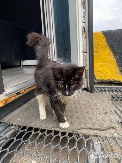 Котик в добрые руки