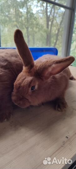 Кролики новозеландские красные