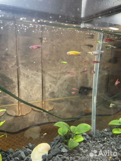 Данио-Рэрио