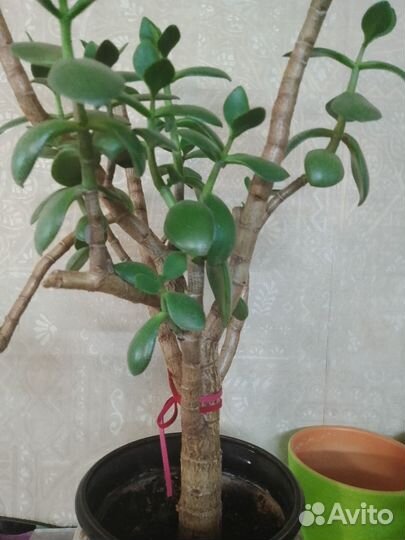 Тростянка красула для бонсая