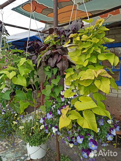 Ипомея батат