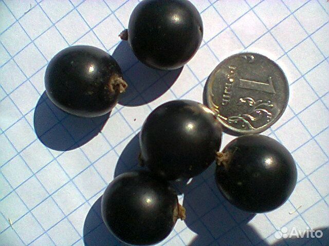 Продаются саженцы смородины