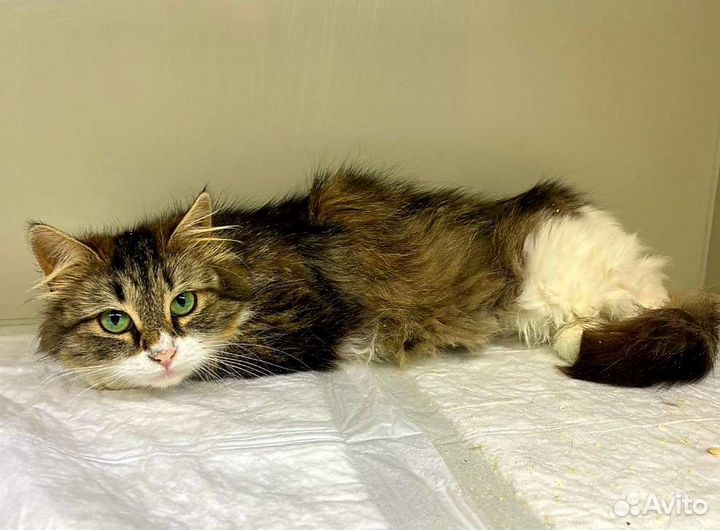 Сибирская Алиса ищет семью