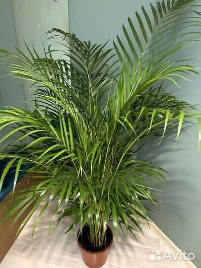 Дипсис Хризолидакарпус Арека Пальма Ховея