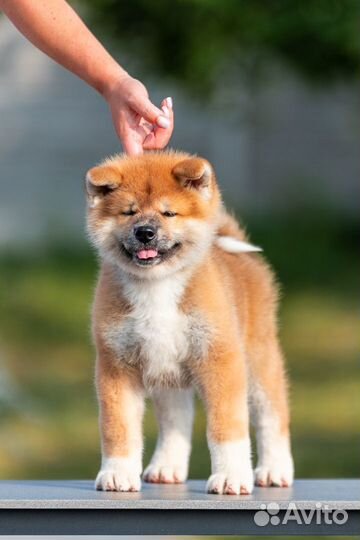 Крупный красивый мальчик акита. Готов к переезду