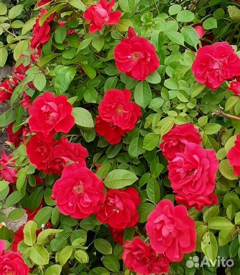 Продажа растении