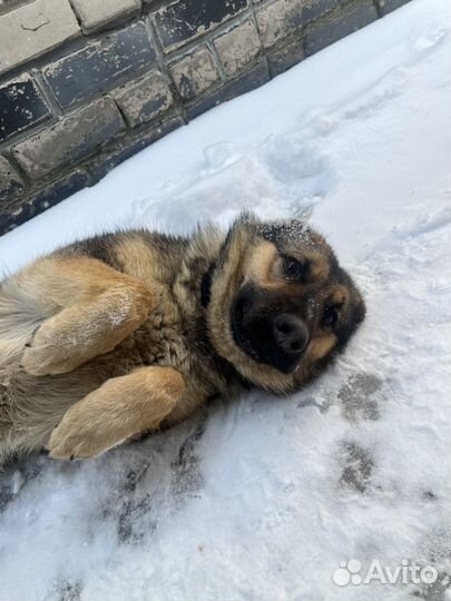 Отдам немецкую овчарку бесплатно
