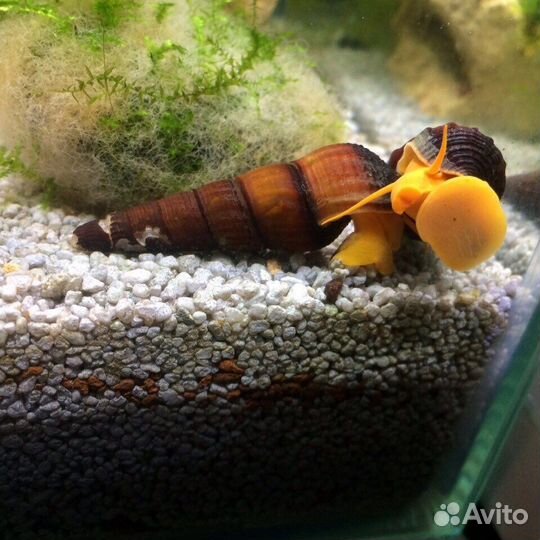 Тиломелания улитка