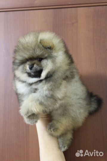 Померанский шпиц