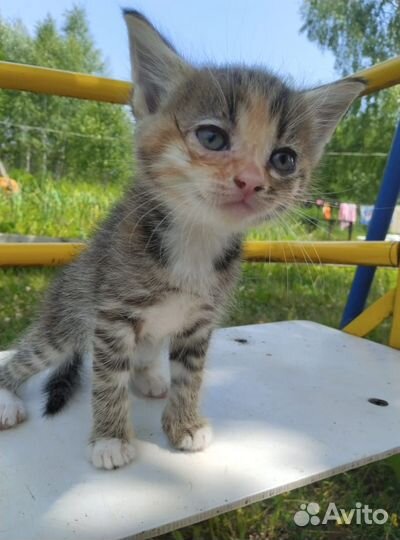 Котята в добрые руки бесплатно