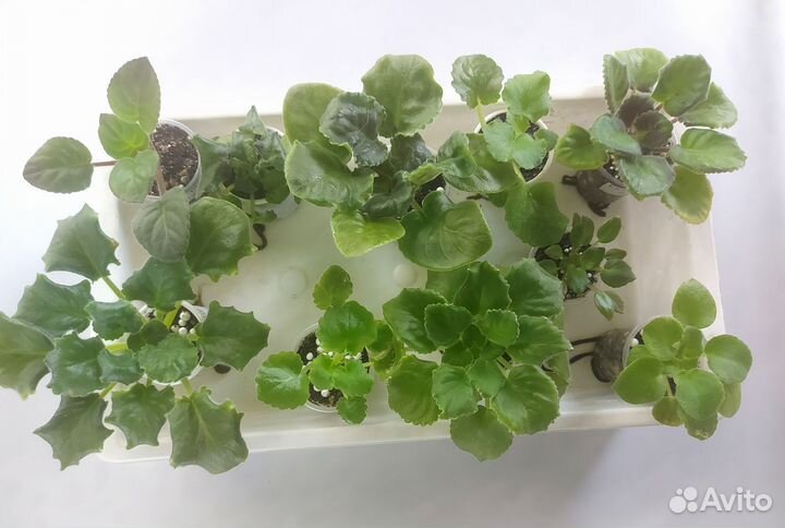 Наборы деток и стартеров сортовых фиалок