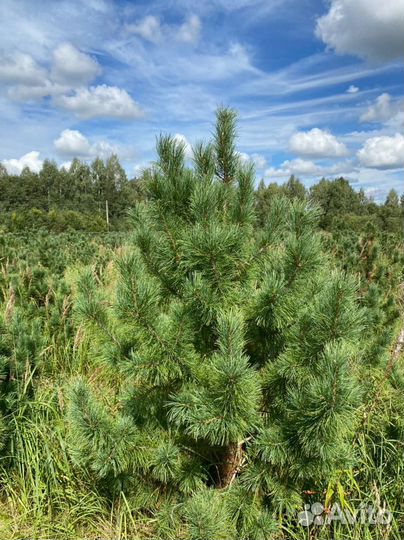 Сосна кедровая Сибирская / Кедр 200 см