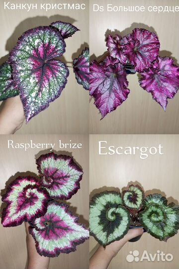 Бегония декоративнолиственная