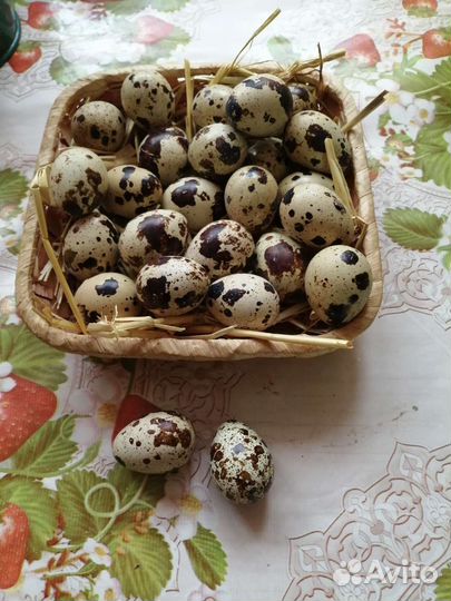 Яйца перепелиные домашние