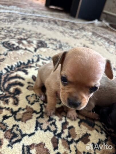 Щенки тойтерьера