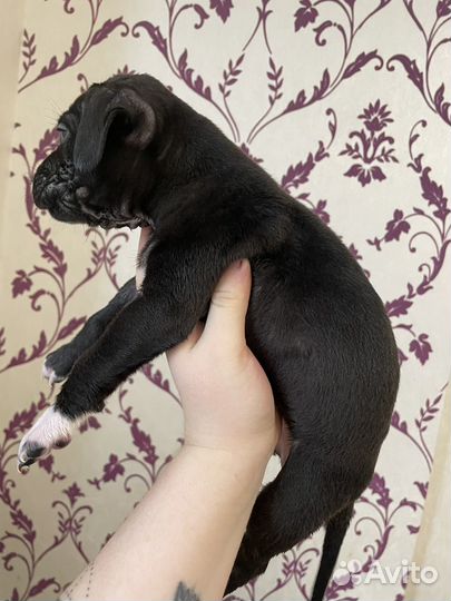 Щенки питбуля