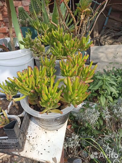 Цветы - кактусы, денежные деревья, алоэ, каланхое