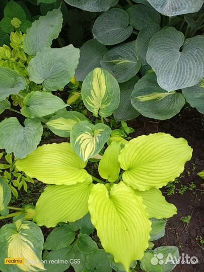 Яркие Красотки