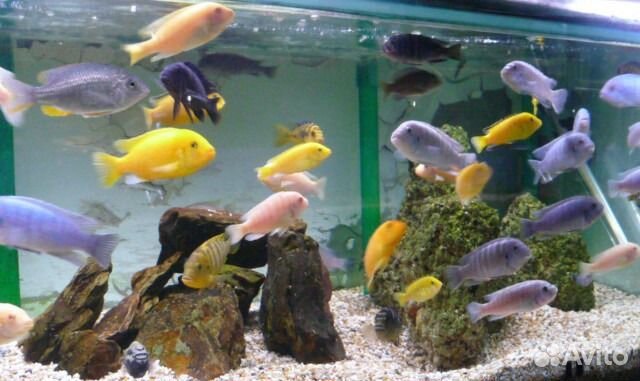 Рыбы Малыши на чмр