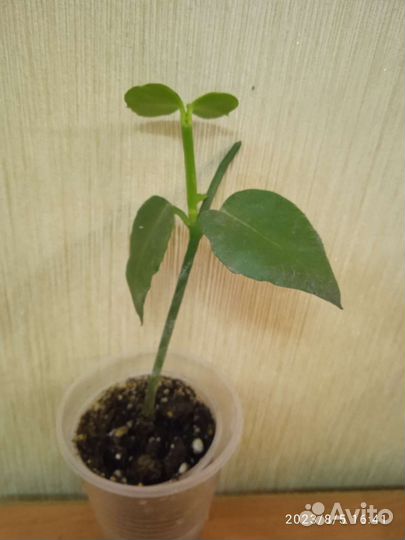 Церопегия Сандерсона