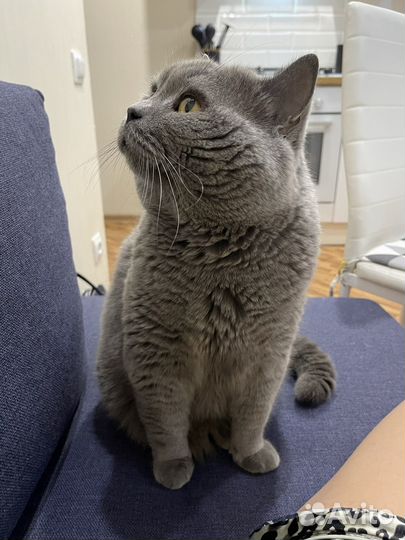 Вязка с британским котом