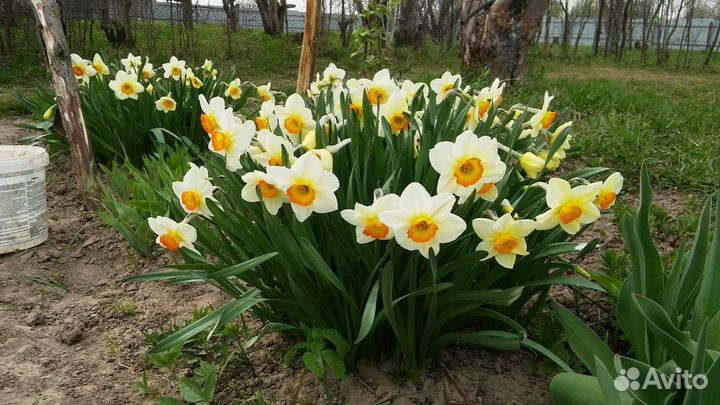 Рассада многолетних цветов